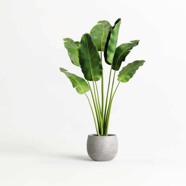 CHẬU CÂY